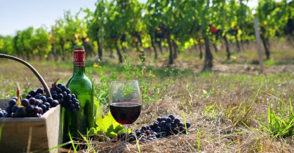Wine and Culture Tour on Mykonos