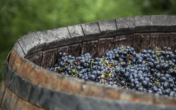 Greek Grapes